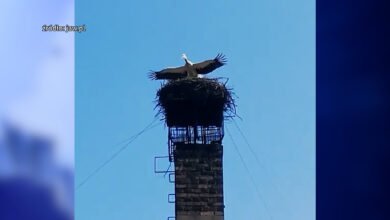 Bociany odlatują już do ciepłych krajów