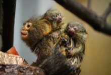 Najmniejsze małpy świata przyszły na świat w Śląskim ZOO /fot.ZOO Chorzów