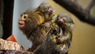 Najmniejsze małpy świata przyszły na świat w Śląskim ZOO /fot.ZOO Chorzów