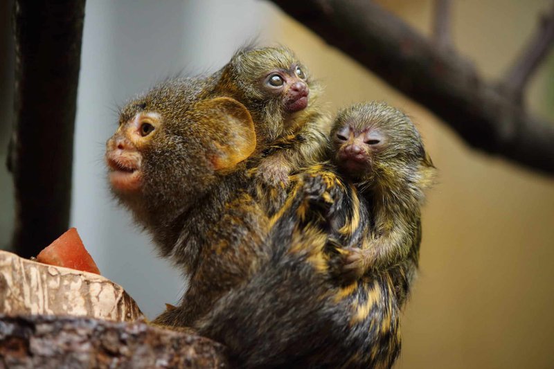 Najmniejsze małpy świata przyszły na świat w Śląskim ZOO /fot.ZOO Chorzów
