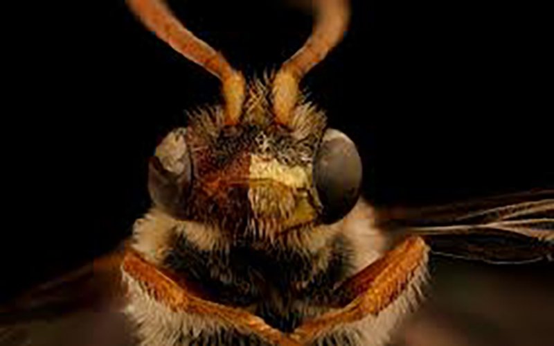 Dramat w Jastrzębiu-Zdroju. Mężczyzna zmarł po użądleniu przez szerszenie. Fot. pixabay.com