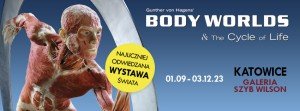 Tę wystawę chce zobaczyć każdy. Body Worlds w Katowicach/fot.szybwilson.org
