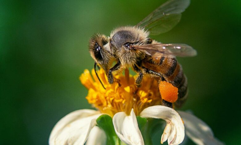 Śląskie: Ważna informacja dla pszczelarzy/fot.UM Tychy