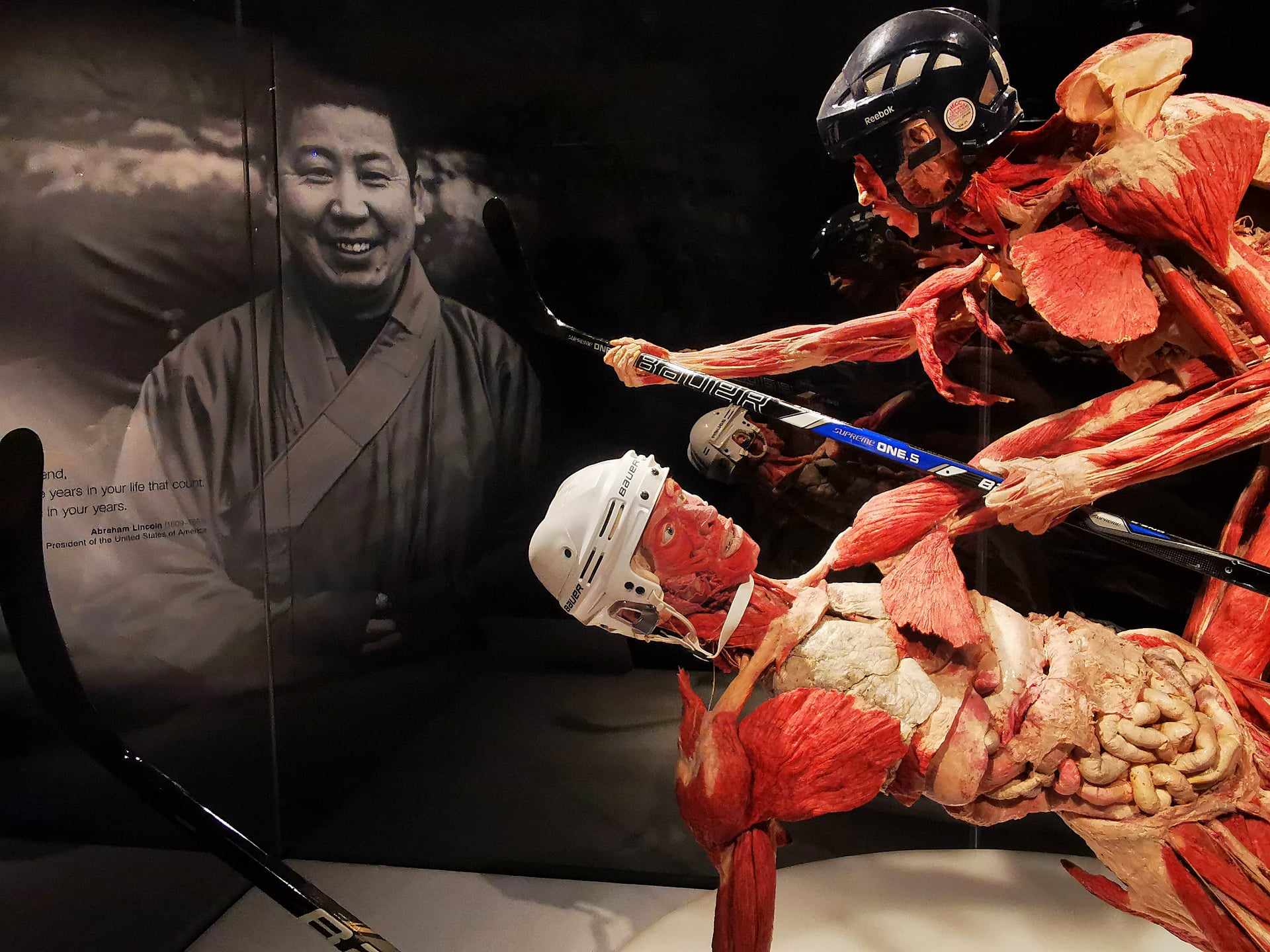 body worlds ceny