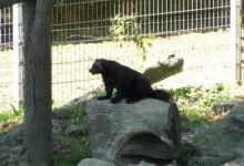 Takich rosomaków, jak w śląskim zoo nie ma żaden ogród zoologiczny w Polsce