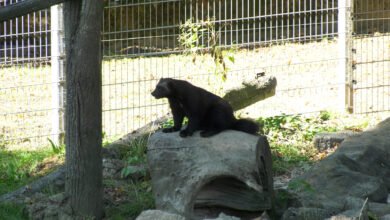 Takich rosomaków, jak w śląskim zoo nie ma żaden ogród zoologiczny w Polsce