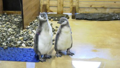 Najmłodsi mieszkańcy śląskiego zoo