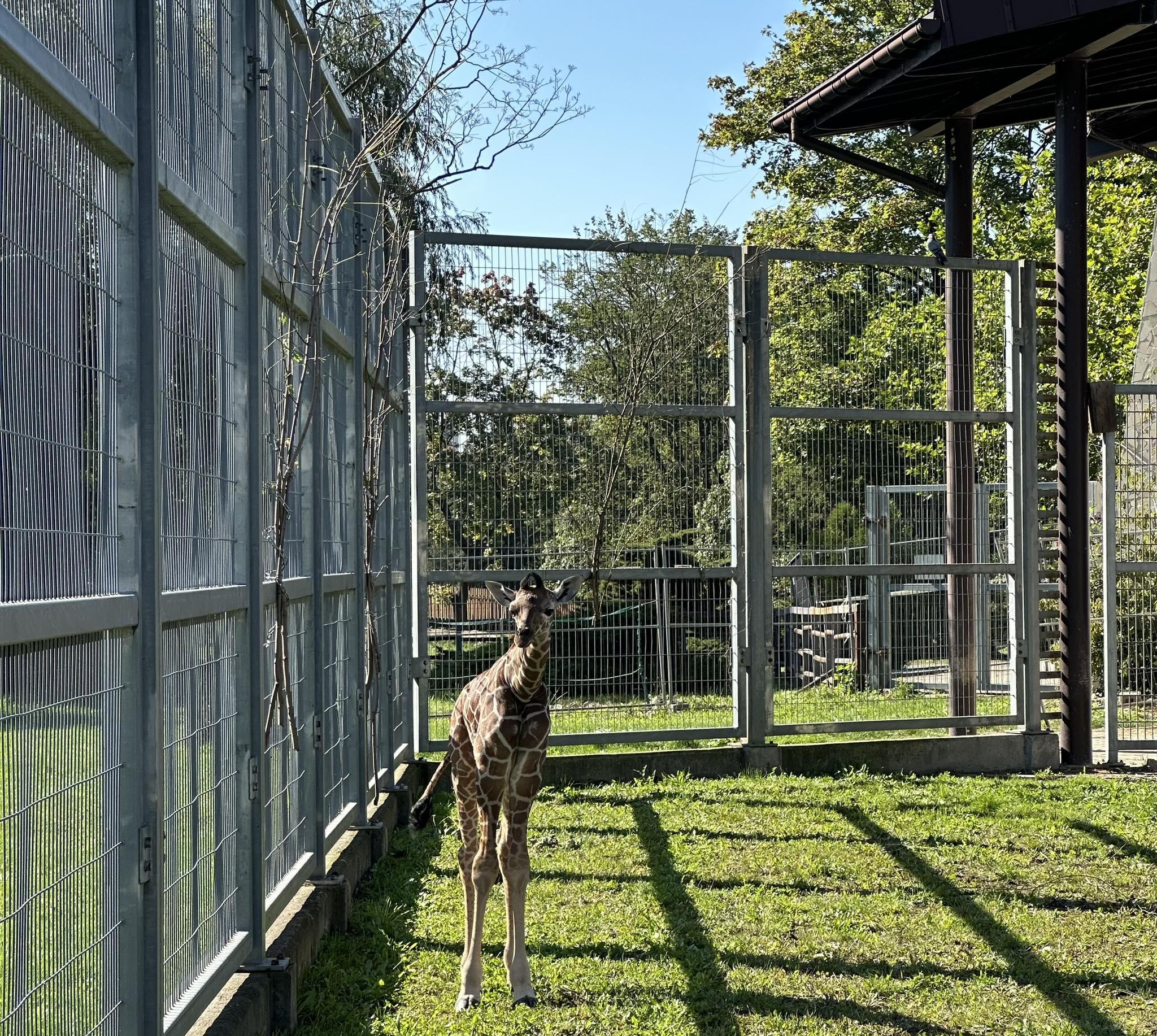 żyrafa urodziła się w zoo