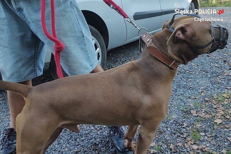 Pitbull zaatakował w Częstochowie/fot.Śląska Policja