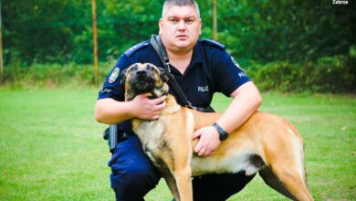 Owczarek belgijski Largo i jego opiekun, asp. Szymon Ferens. [fot. Policja Śląska]