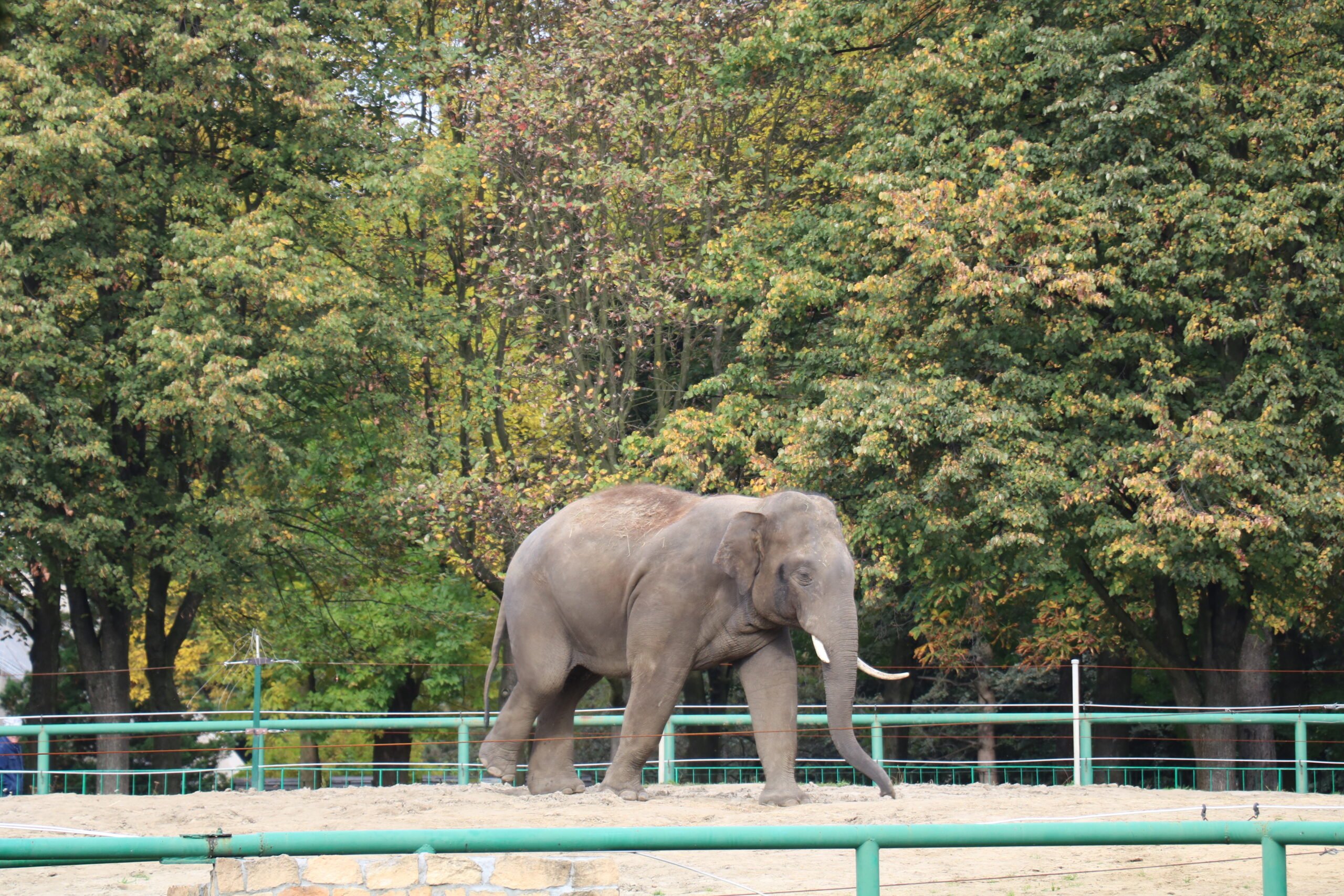 słoń zoo w chorzowie