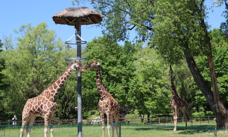 żyrafy zoo w chorzowie