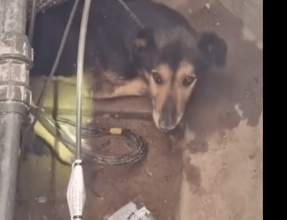 pies utknął w studzience