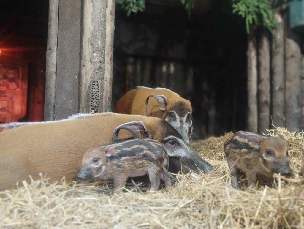 W śląskim ZOO urodziły się świnie rzeczne. Fot. Śląski Ogród Zoologiczny