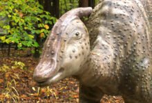 Sosnowiec: Dinozaury w Parku Kuronia