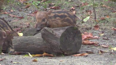 Nowe świnki rzeczne w śląskim zoo