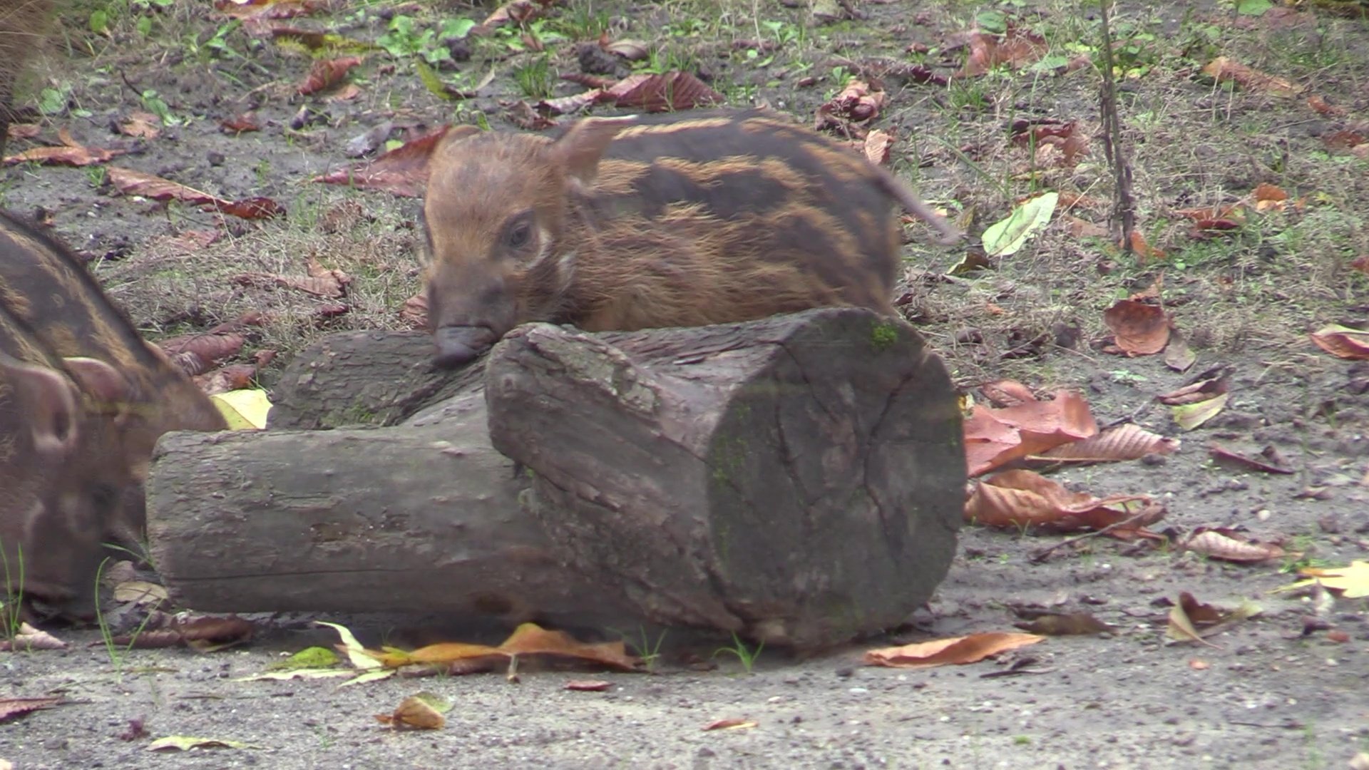 Nowe świnki rzeczne w śląskim zoo