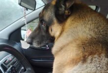 Policjantka z Bytomia uratowała życie psu. Fot. Policja Bytom