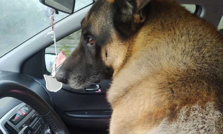 Policjantka z Bytomia uratowała życie psu. Fot. Policja Bytom