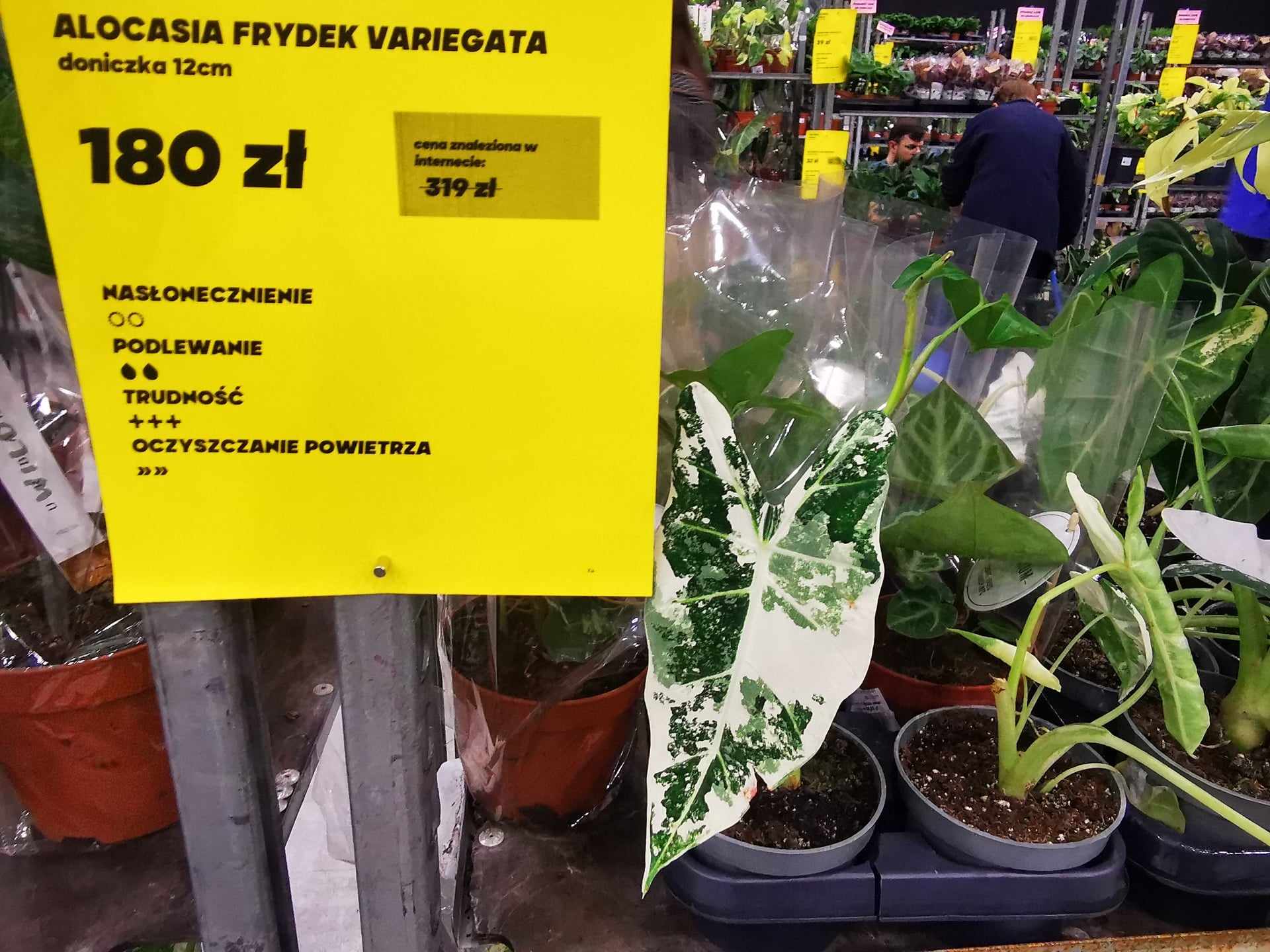 najdroższe rośliny doniczkowe