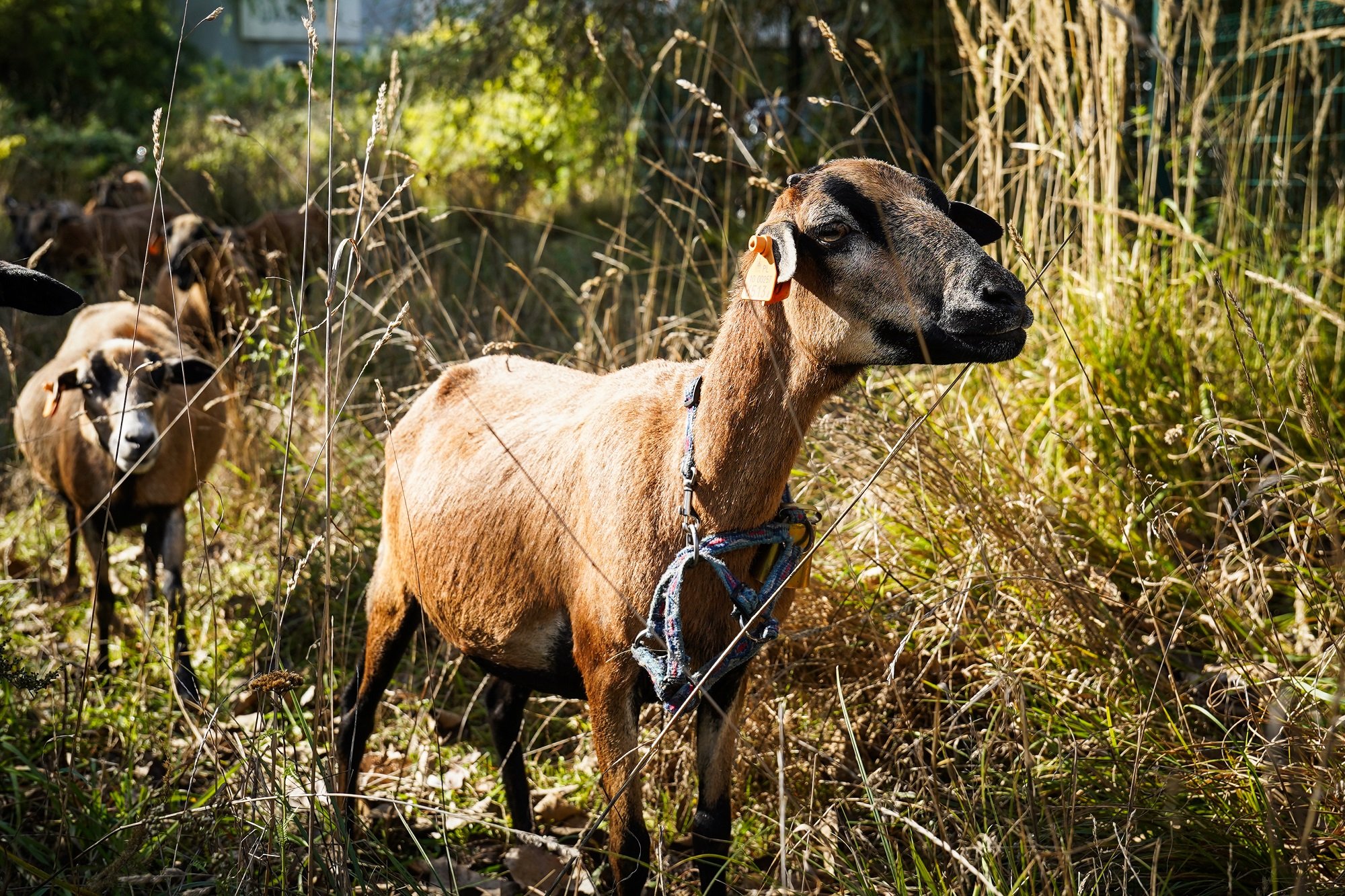 W Katowicach owce pracują na umowę o dzieło/fot.UM Katowice