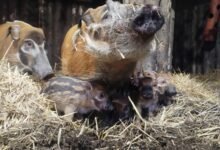 W śląskim ZOO urodziły się świnie rzeczne. Fot. Śląski Ogród Zoologiczny