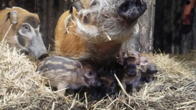 W śląskim ZOO urodziły się świnie rzeczne. Fot. Śląski Ogród Zoologiczny