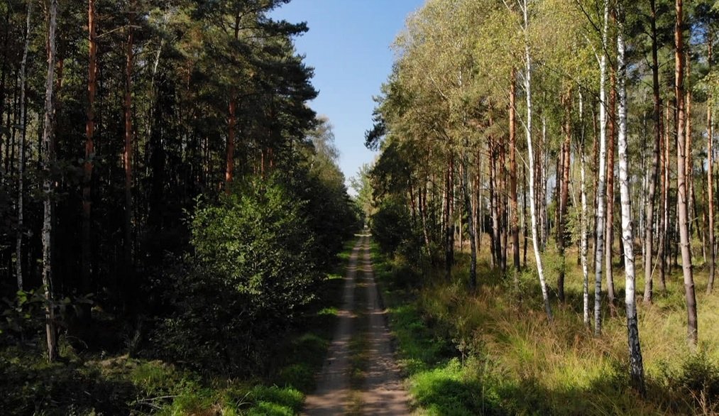 Jak rośnie las, czyli pomysł Lasów Państwowych na dbanie o polskie lasy