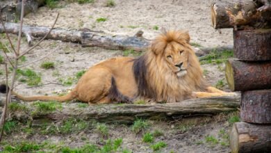 W śląskim ZOO urodziły się cztery lwiątka. Fot. Śląski Ogród Zoologiczny