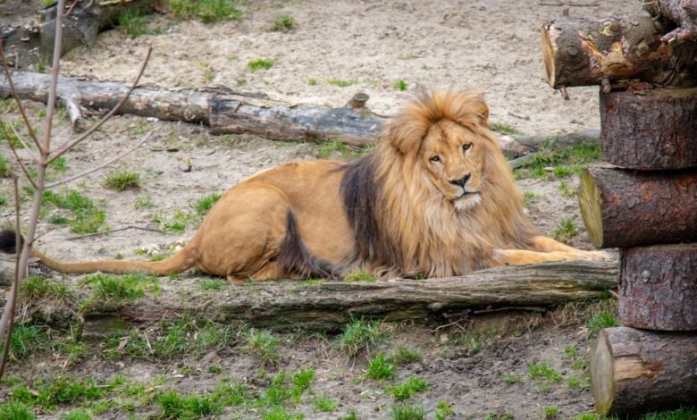 W śląskim ZOO urodziły się cztery lwiątka. Fot. Śląski Ogród Zoologiczny