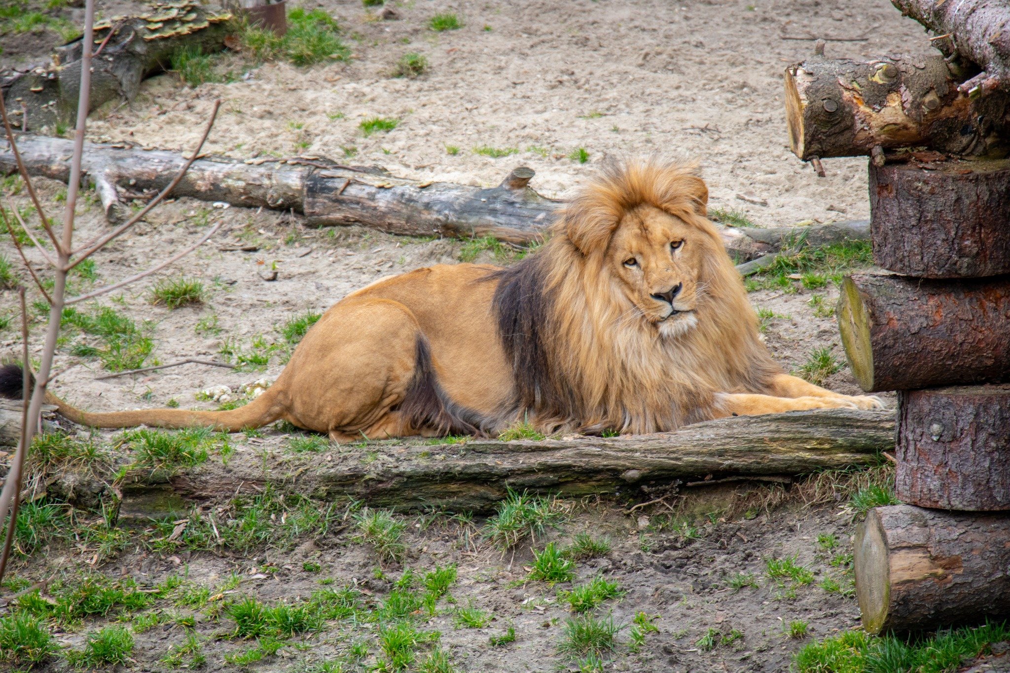 W śląskim ZOO urodziły się cztery lwiątka. Fot. Śląski Ogród Zoologiczny