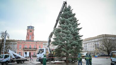 W Częstochowie stanęła choinka. Rozbłyśnie 1 grudnia. Fot. UM Częstochowa