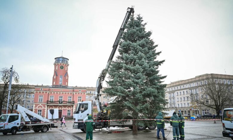 W Częstochowie stanęła choinka. Rozbłyśnie 1 grudnia. Fot. UM Częstochowa