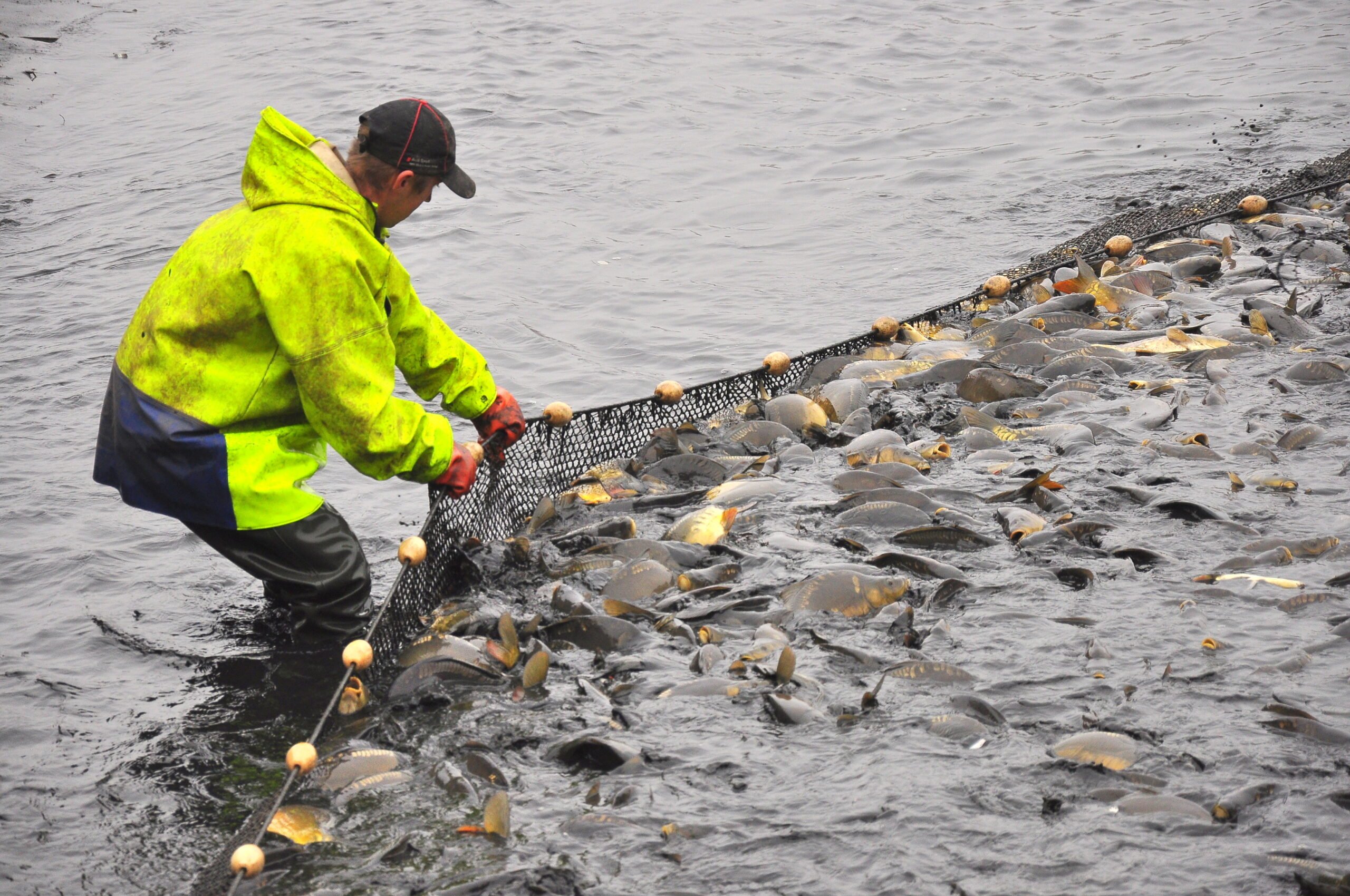 Choinobranie w Siewierzu. Będą też ryby. Fot. Nadleśnictwo Siewierz