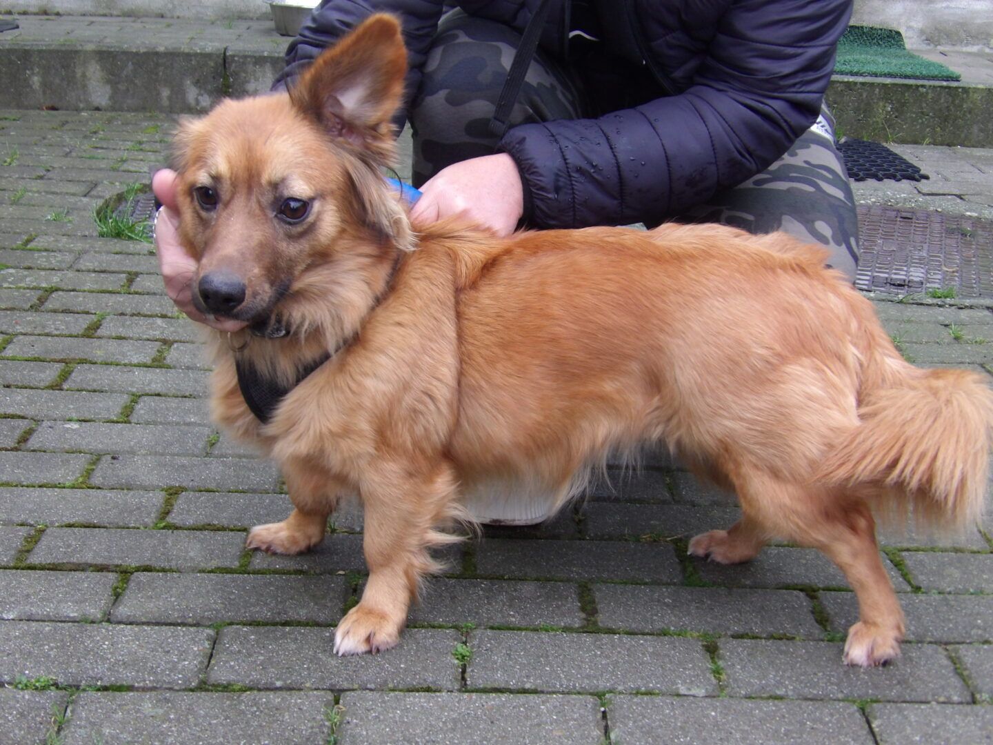 Bielsko-Biała: Schronisko zachęca do adopcji starszych psów/fot.UM Bielsko-Biała