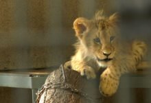 Małe lwiątka w śląskim zoo