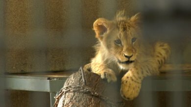 Małe lwiątka w śląskim zoo