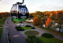 wycinka drzew pod budowę elki