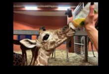 W ZOO w Chorzowie urodziła się żyrafa