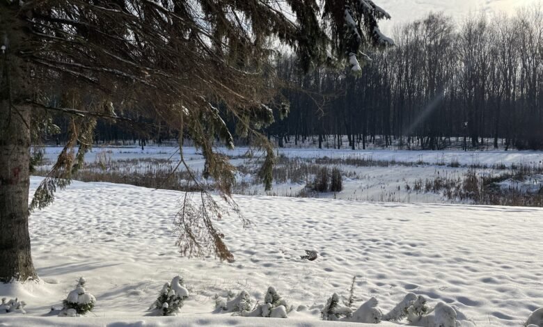 Park Śląski zimą