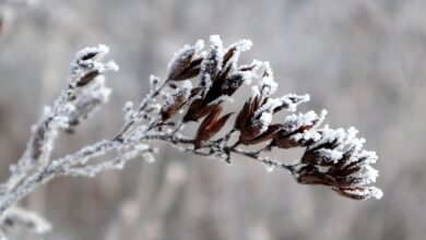 Pogoda: Zima zostanie z nami na dłużej?/fot.pixabay.com