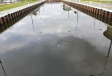 śnięte ryby w Kanale Gliwickim
