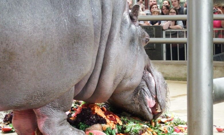 Światowy Dzień Hipopotama przypada 15 lutego