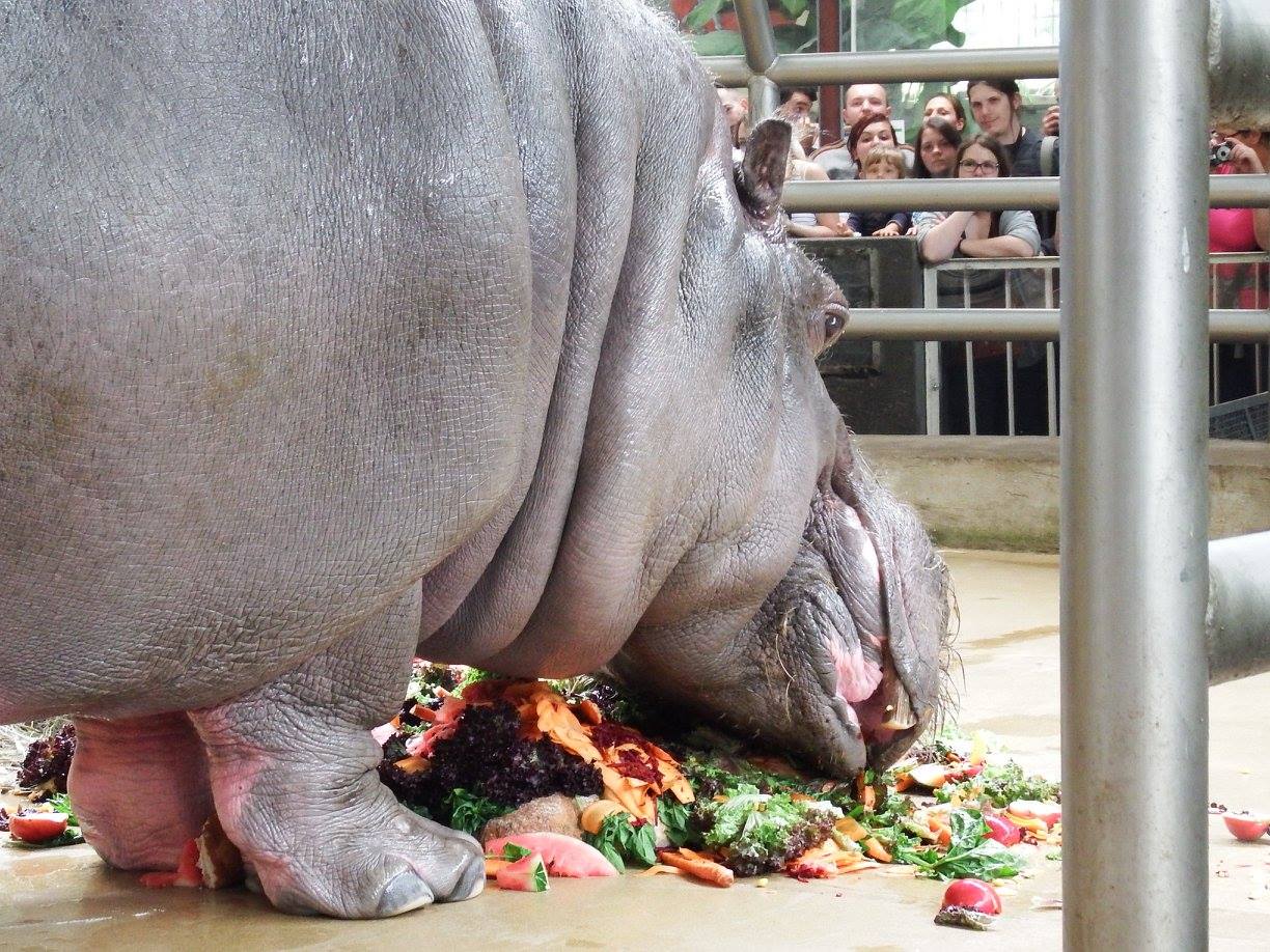 Światowy Dzień Hipopotama przypada 15 lutego