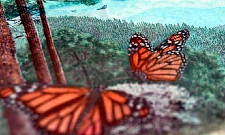 Wędrowne Motyle z Meksyku