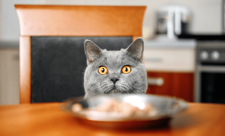 Najlepsze karmy dla kota - co powinien jeść kot