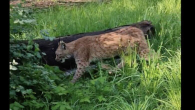 Nowe zwierzę w śląskim ZOO. To ryś euroazjatycki