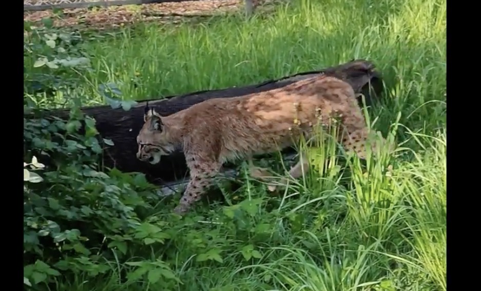 Nowe zwierzę w śląskim ZOO. To ryś euroazjatycki
