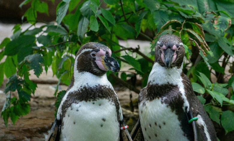 Dzień Pingwina w Płockim Zoo