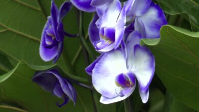 Sosnowiec: XXI Dni Orchidei i Roślin Egzotycznych